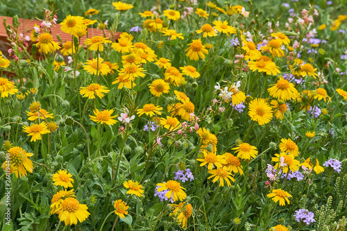 Beautiful patch of wild spring Yellow Sneezweed (Helenium amarum) intermixed with Butterfly Gaura and Purple Prairie Verbena