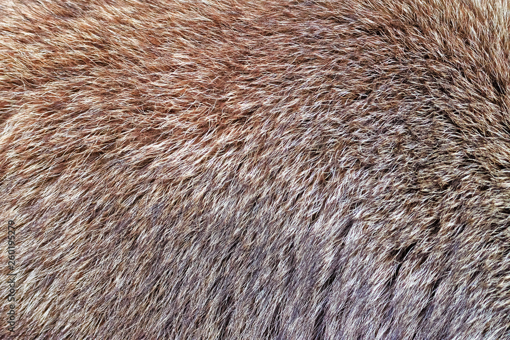 racoon animal brown fur background texture material for fashion design natural color pattern close up macro view wild mammal furry hair winter cold season warm wear racoon animal brown fur background texture material for fashion design natural color pattern close up macro view wild mammal furry hair winter cold season warm wear