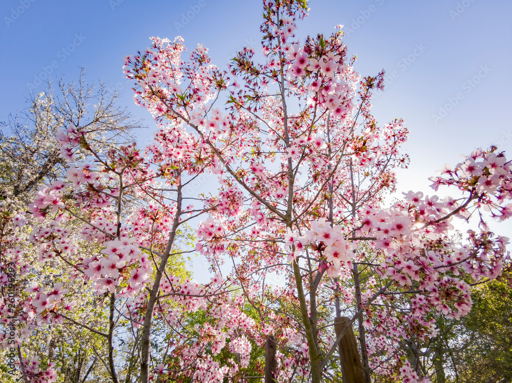 Super cherry blossom at Peter F. Schabarum Regional Park, Hacienda Heights Super cherry blossom at Peter F. Schabarum Regional Park, Hacienda Heights