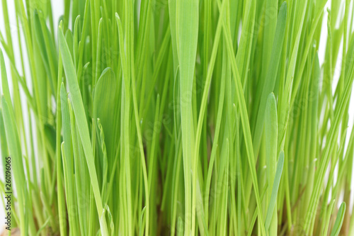 Green grass close-up. Macro.