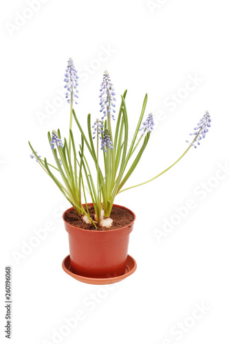 Blue flower in a pot. Muscari.