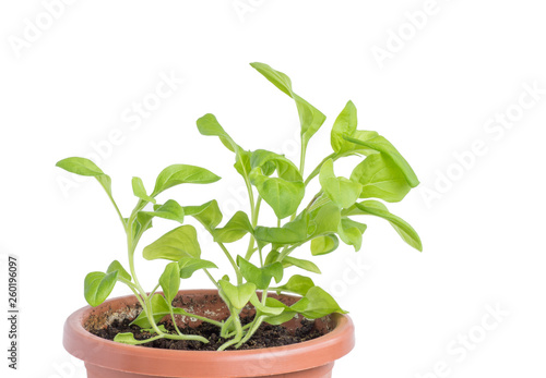 Green plant in a pot.