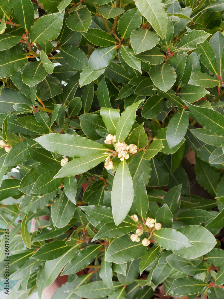 Foto de Laurus nobilis Laurier Laurier vrai lauriersauce — free download