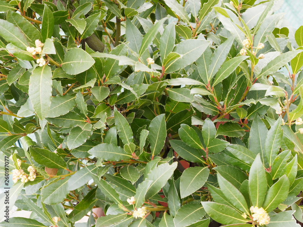 Obraz premium Laurus nobilis - Laurier - Laurier vrai - laurier-sauce - laurier noble ou herbe-aux-couronnes aux feuilles et branches aromatiques et symbolique