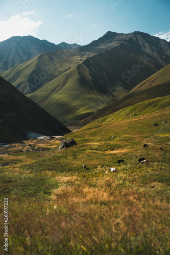 Cows grazing in green mountains with amazing landscape, Georgia, Asia