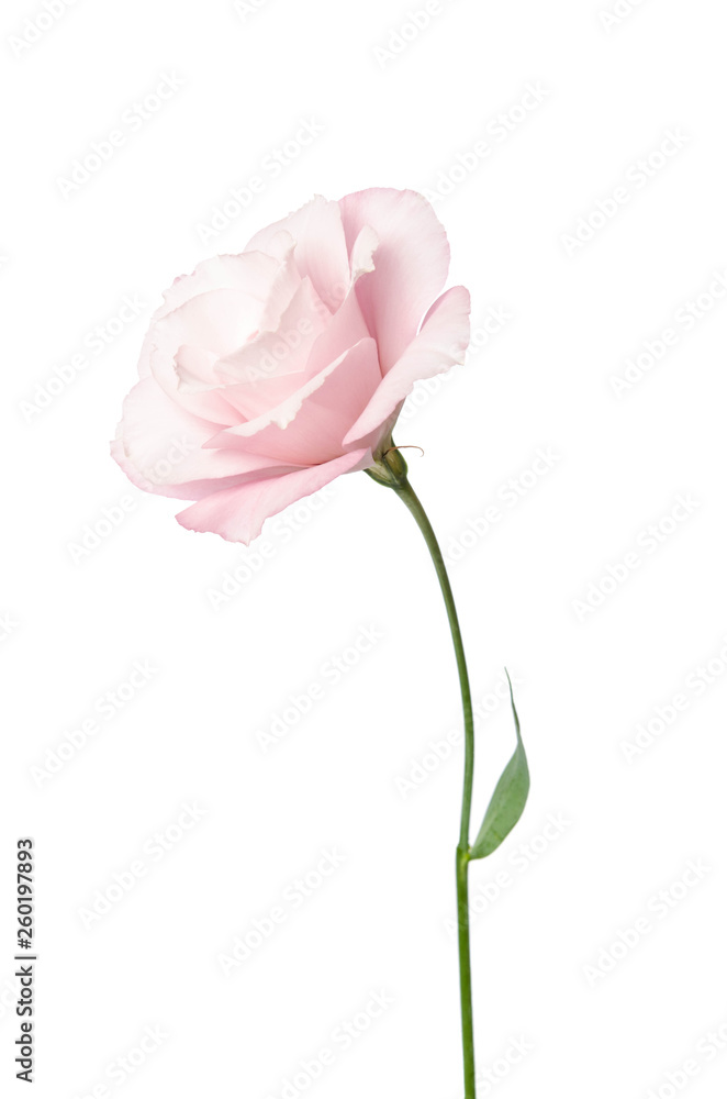 Beautiful Eustoma flower isolated on white background Beautiful Eustoma flower isolated on white background