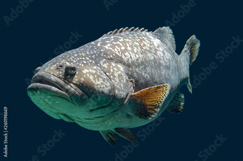 Fotografie Giant grouper
