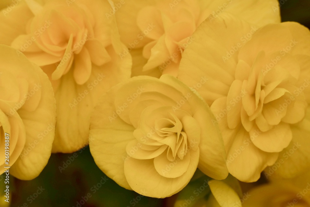 Flowers in beautiful nature Flowers in beautiful nature