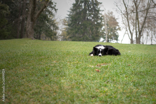 A border collie puppy relaxes in the woods