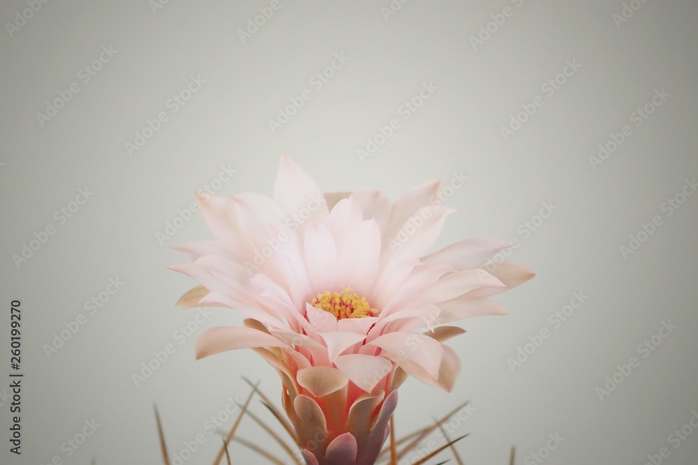 Fototapeta premium bouquet of flowers on white background