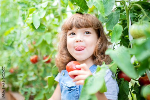 Little girl in the greenhouse with tomato plants