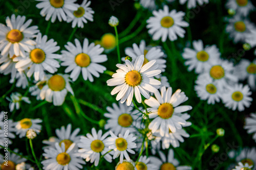 Background small daisies. Beautiful white flowers. Summer wildflowers.