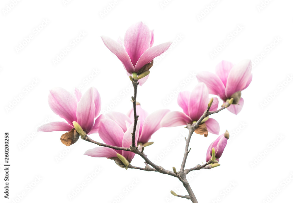 Obraz premium Pink magnolia flowers isolated on white background