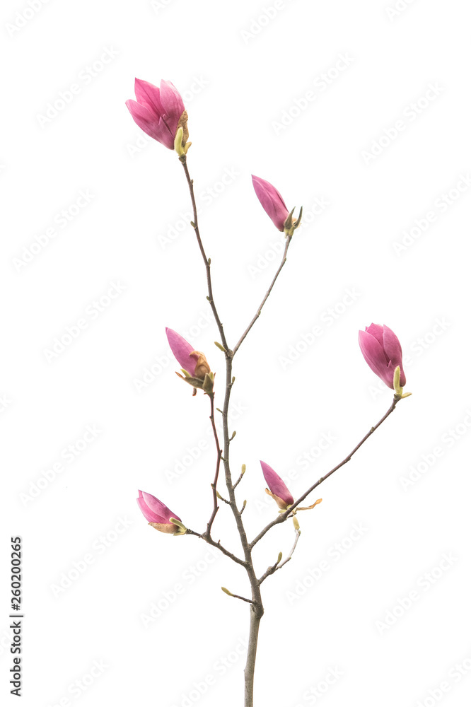 Pink magnolia flowers isolated on white background Pink magnolia flowers isolated on white background