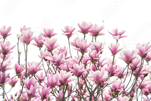 Pink magnolia flowers isolated on white background