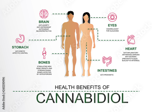 Health benefits of Cannabidiol CBD from cannabis,effect on human,vector infographic on white background.
