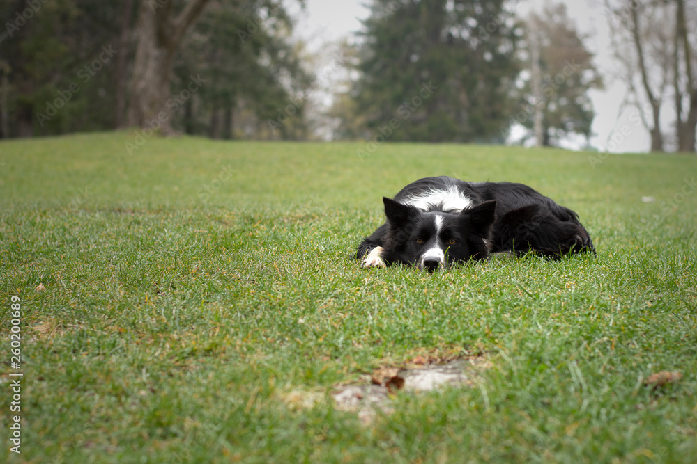 A border collie puppy relaxes in the woods