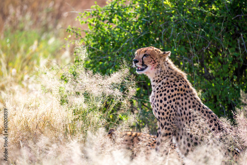 A cheetah in the grass in the savannah