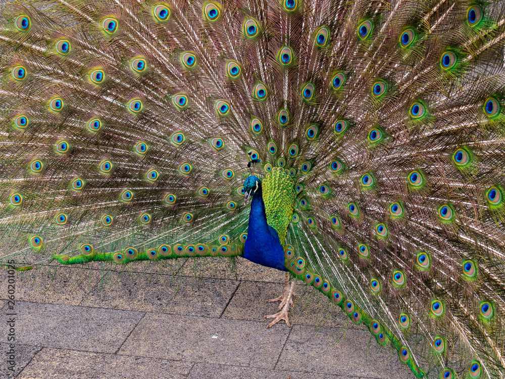 Obraz premium ein Pfau mit Rad