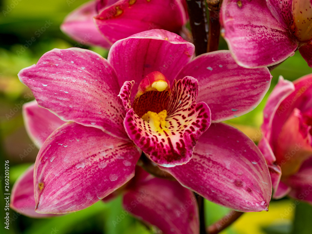 Obraz premium pinkfarbene Orchideen