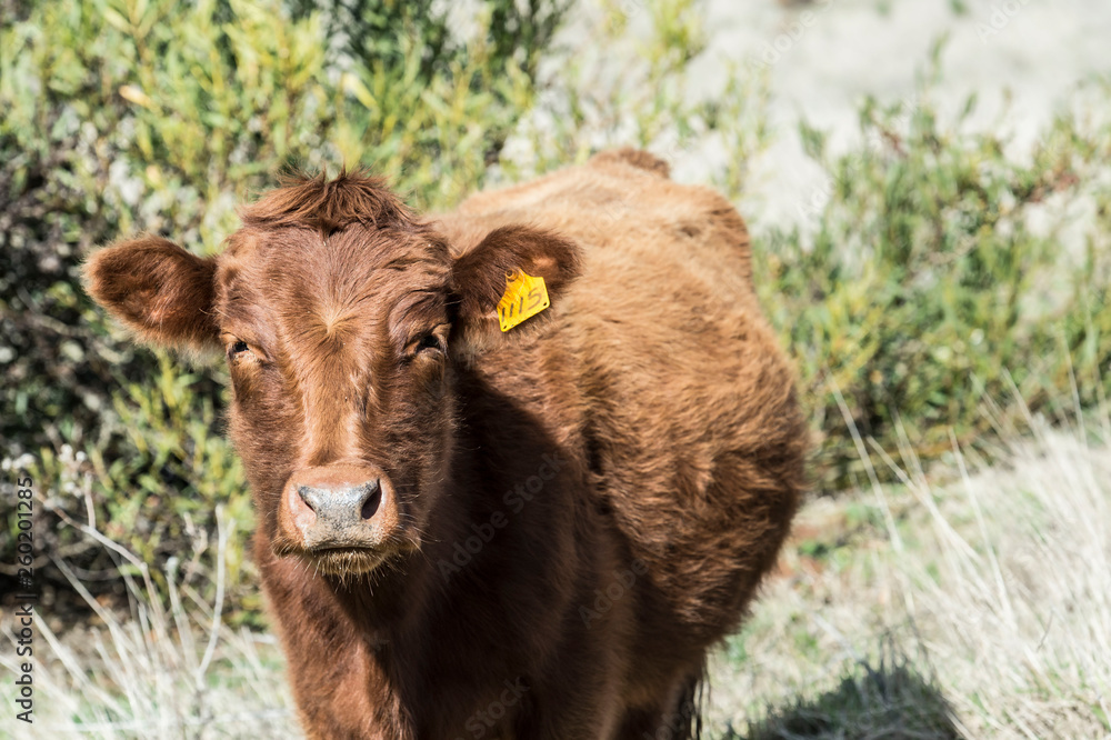 Close up of Red Dexter Cow, considered a rare breed, standing Close up of Red Dexter Cow, considered a rare breed, standing