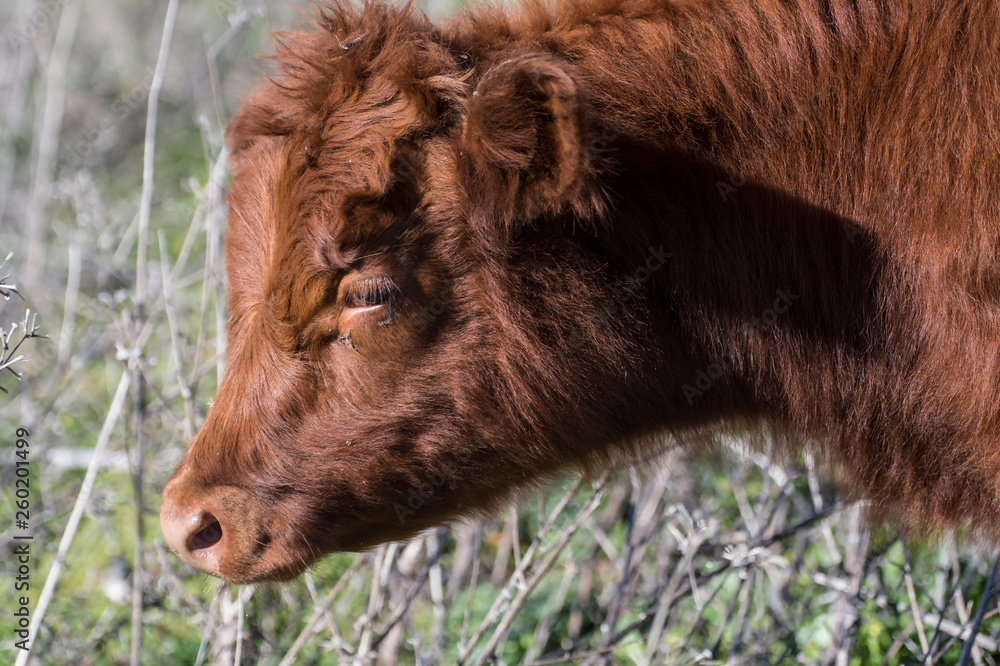 Fototapeta premium Close up of Red Dexter Cow head, considered a rare breed, looking to left