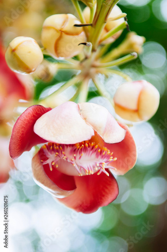 Schilderij op canvas Flower of Shorea robusta or Sala - Sal flora on Cannonball tree