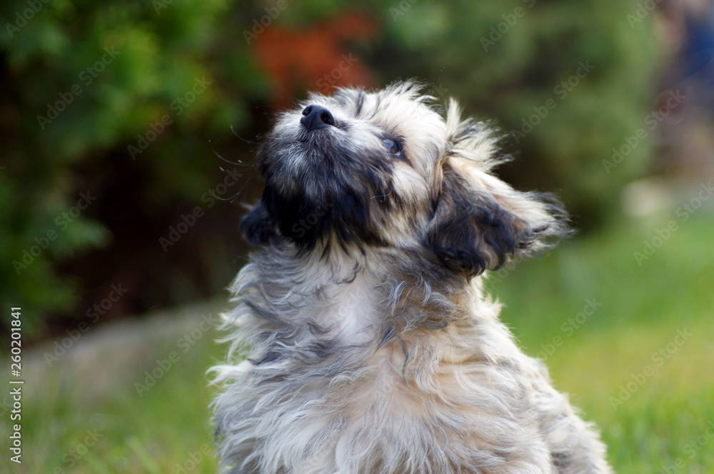 Havanese Hund auf der grünen Wiese Havanese Hund auf der grünen Wiese
