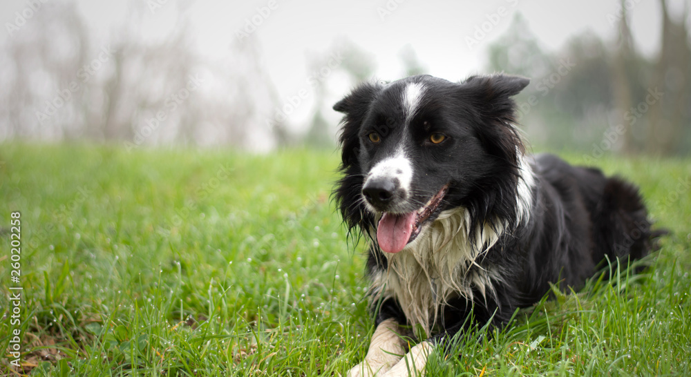 A wet puppy of border collie plays in the woods
