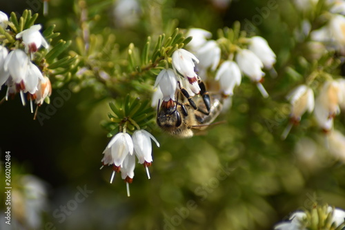 Schneeheide (Erica carnea) mit Insekt photo