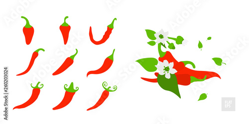 Red hot chili peppers set. Various peppers in assortment with leaves, buds and flowers. Design for grocery, culinary products, seasoning and spice package, recipe web site decoration, cooking book.