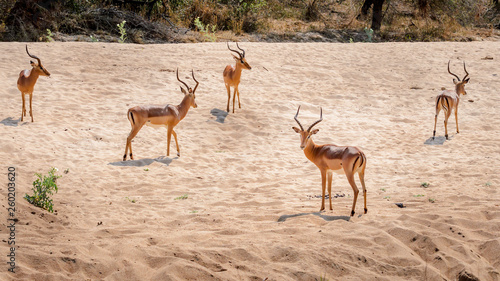antelope watching for predators kruger park south africa