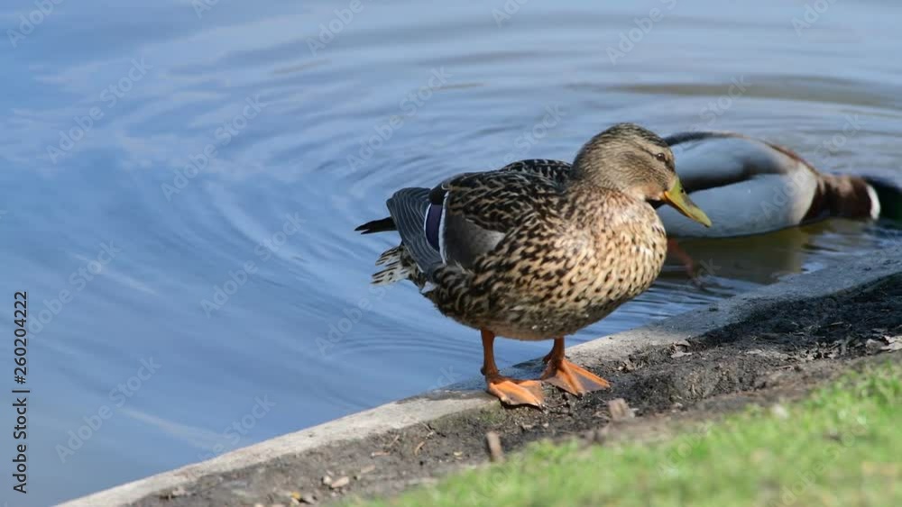 Young duck on branch wild nature ecology summer life birds 4k wild life Young duck on branch wild nature ecology summer life birds 4k wild life