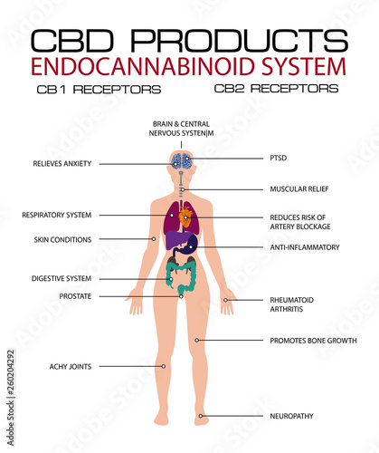 cbd products endocannabinoid system cb1 abd cb2 receptors.