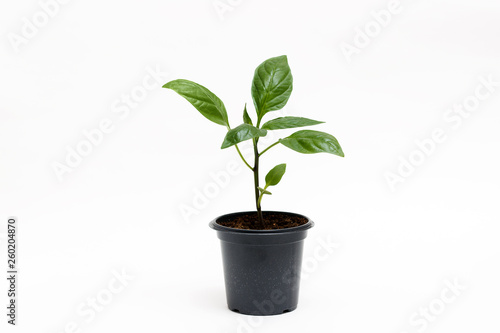 Young green plant grows in a pot for seedlings, isolated on a white background. Sprout pepper.