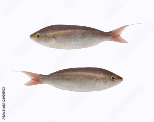 Pentapodus setosus fish of Tropical sea fish isolated on white background.