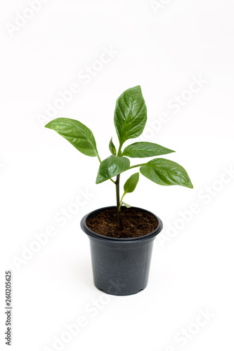 Young green plant grows in a pot for seedlings, isolated on a white background. Sprout pepper.