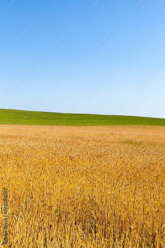 yellow wheat and green grass on intersecting agricultural fields, against a blue sky, beautiful summer landscape