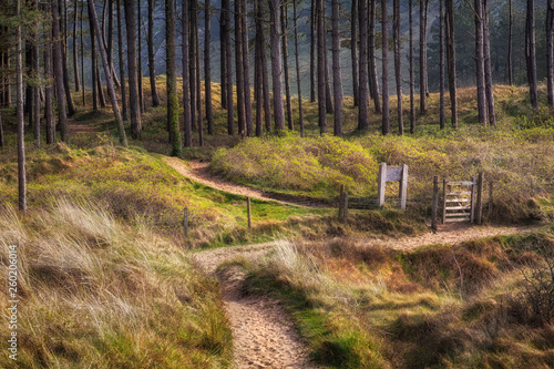 The pine tree forest and Welsh Coastal Path on the edge of Whiteford beach on the Gower peninsula, Swansea, South Wales, UK photo