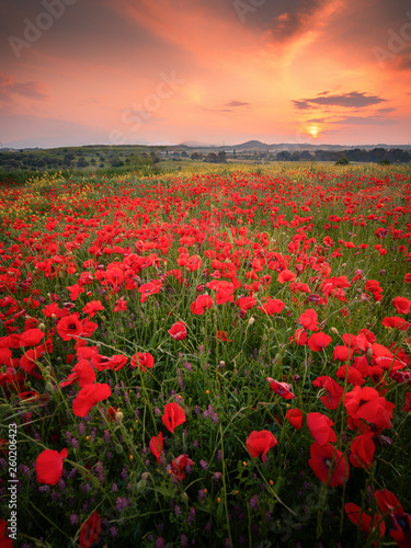 Wonderful landscape at sunset. A field of blooming red poppies in Cyprus. Wild flowers in springtime. Beautiful natural landscape in the summertime. Amazing nature sunny scene. © Evgeni
