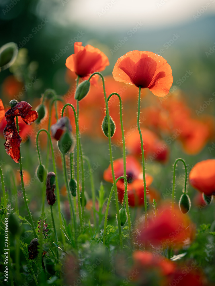 Obraz premium Wonderful landscape at sunset. A field of blooming red poppies in Cyprus. Wild flowers in springtime. Beautiful natural landscape in the summertime. Amazing nature sunny scene.