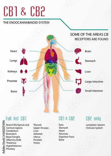 work is cb1 and cb2 in human body endocannabinoid system 