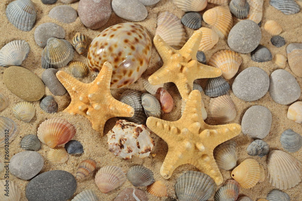 Starfishes, seashells and pebbles close-up