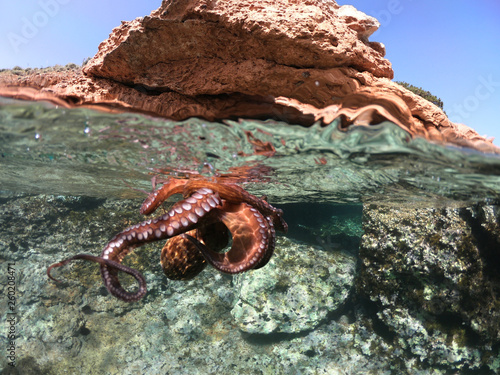 Underwater photo of octopus in tropical exotic emerald clear sea rocky bay with coral reef