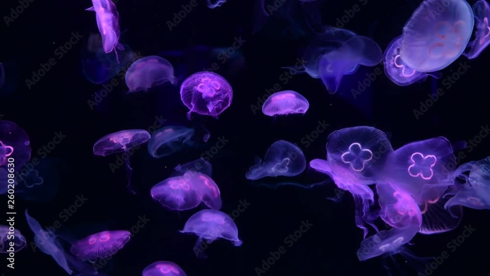 Nice color jellyfish sea ocean life nature aquarium wild live water Nice color jellyfish sea ocean life nature aquarium wild live water