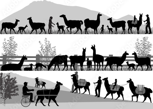 Silhouettes of llamas and its cubs outdoors