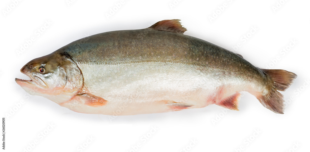 Fresh uncooked arctic char on a white background Fresh uncooked arctic char on a white background