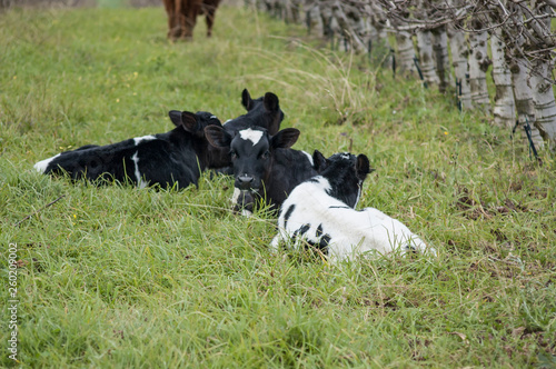 Holstein Friesian calves lying down