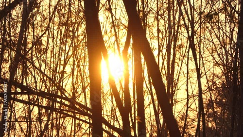 Beautiful Nature Forest Trees Trunks Flickering Sun Woods Sunset
