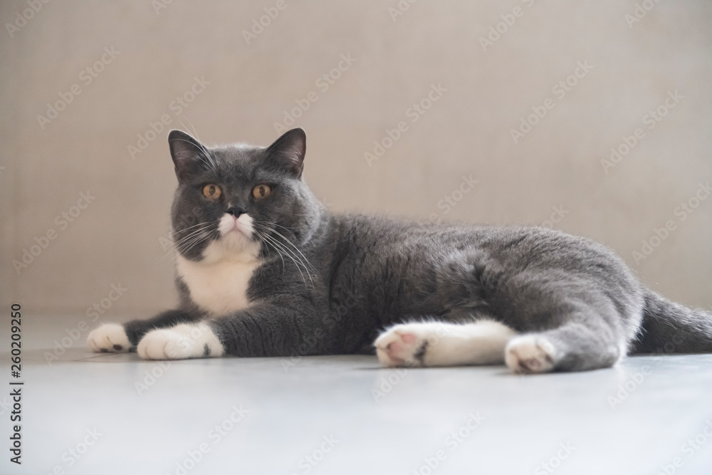 Cute British short-haired cat, indoor shooting Cute British short-haired cat, indoor shooting